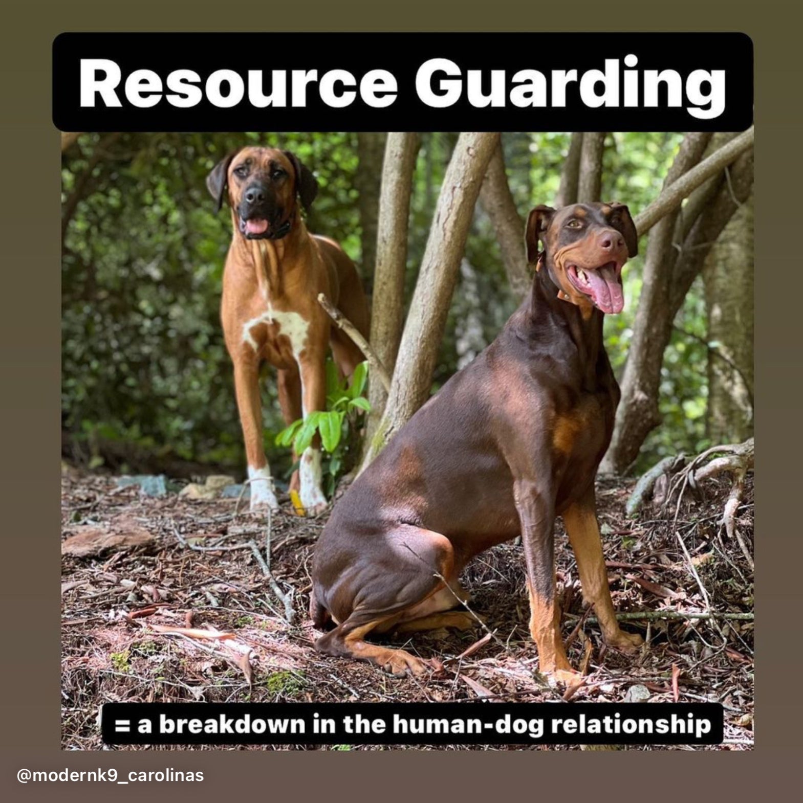 A Breakdown in the Human‑ Dog Relationship