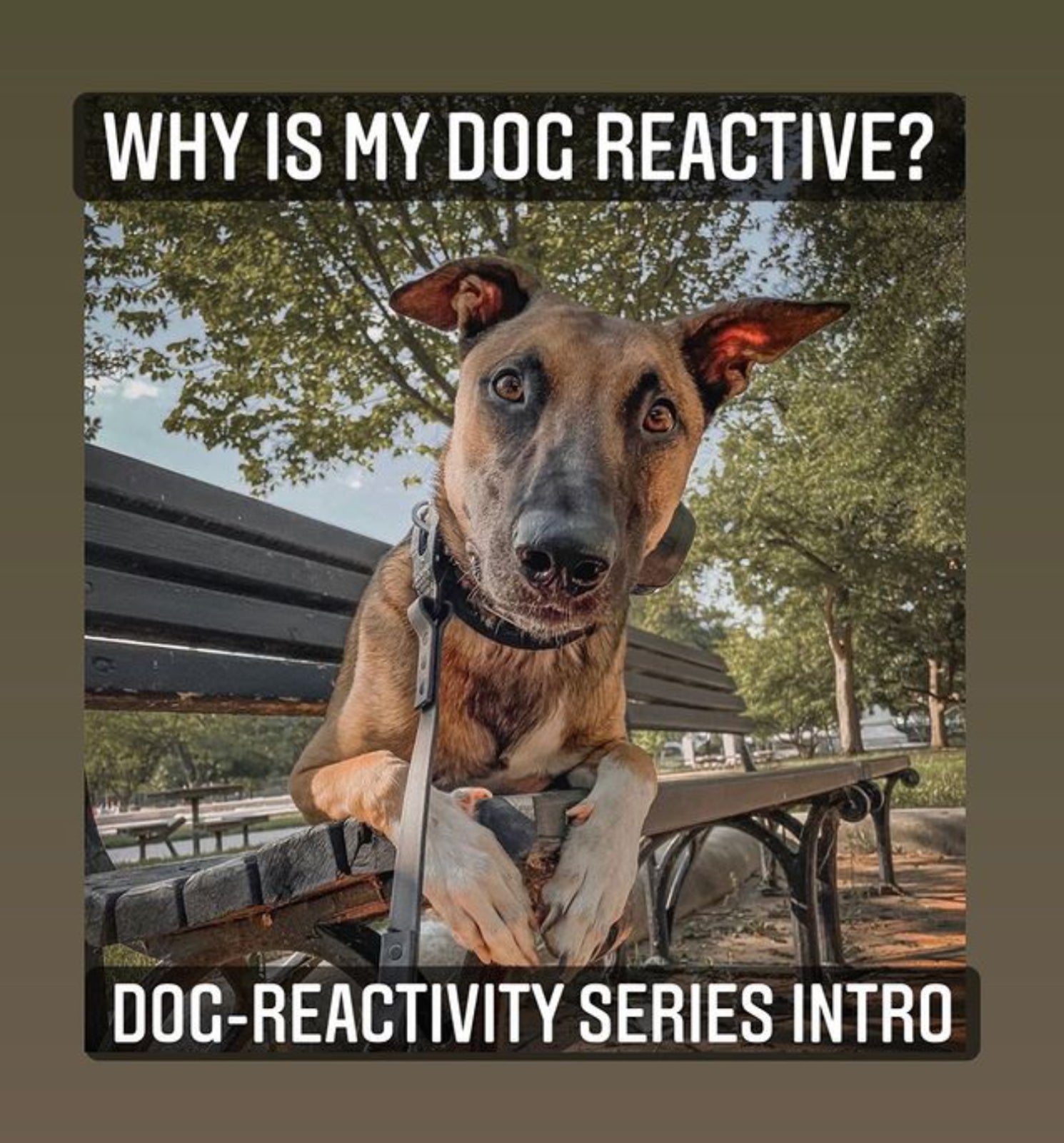 Dog Reactivity