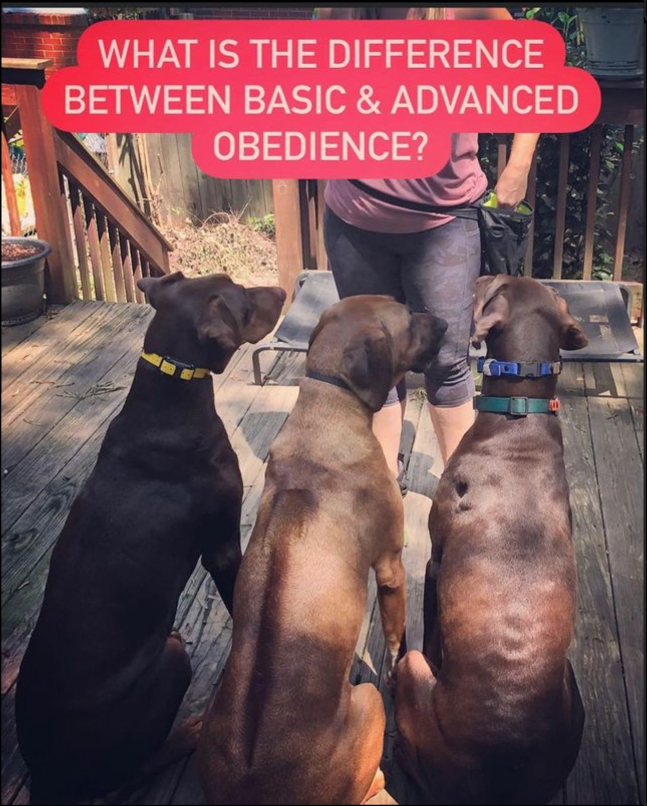 Advanced Obedience