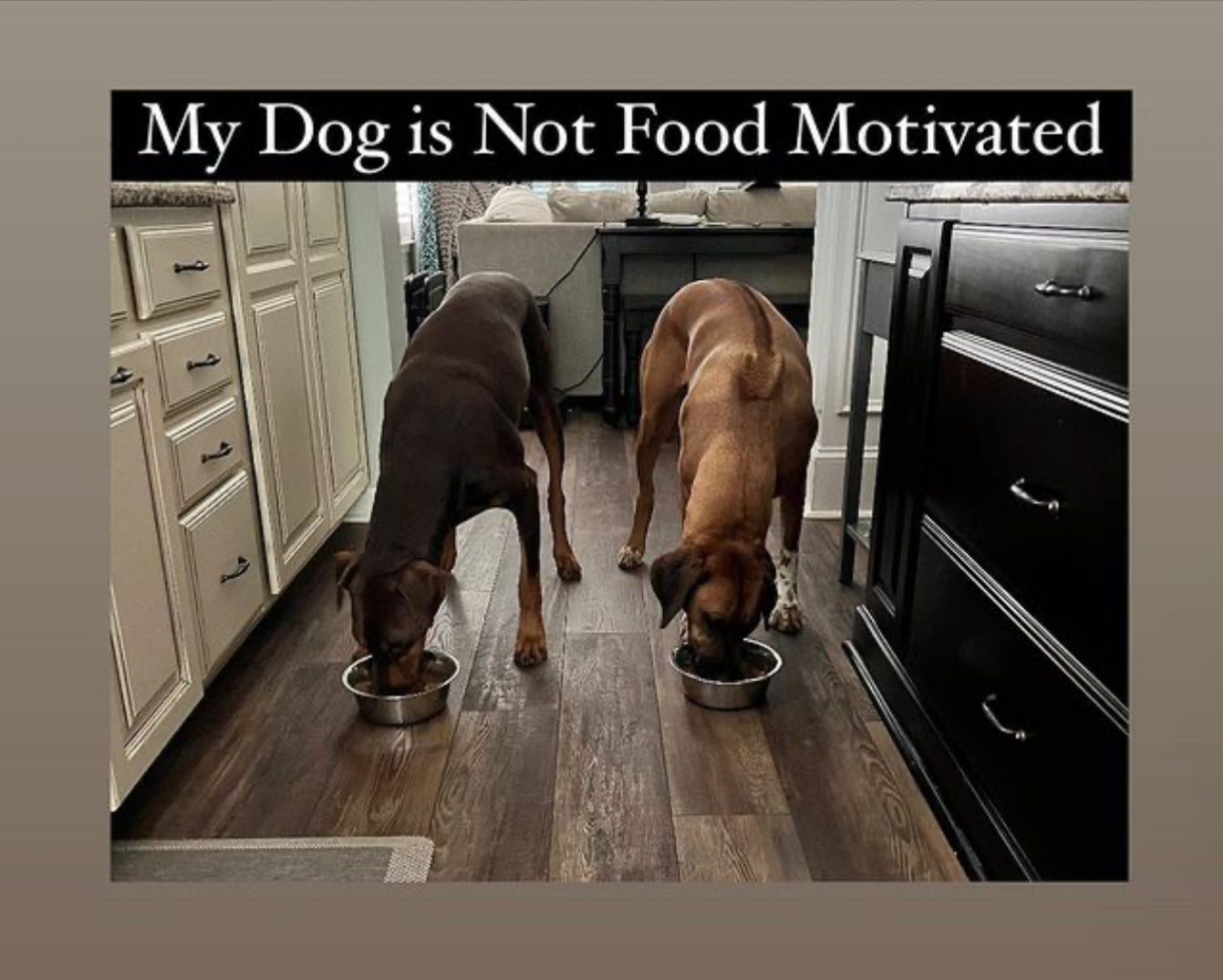 No Food Motivated part 1