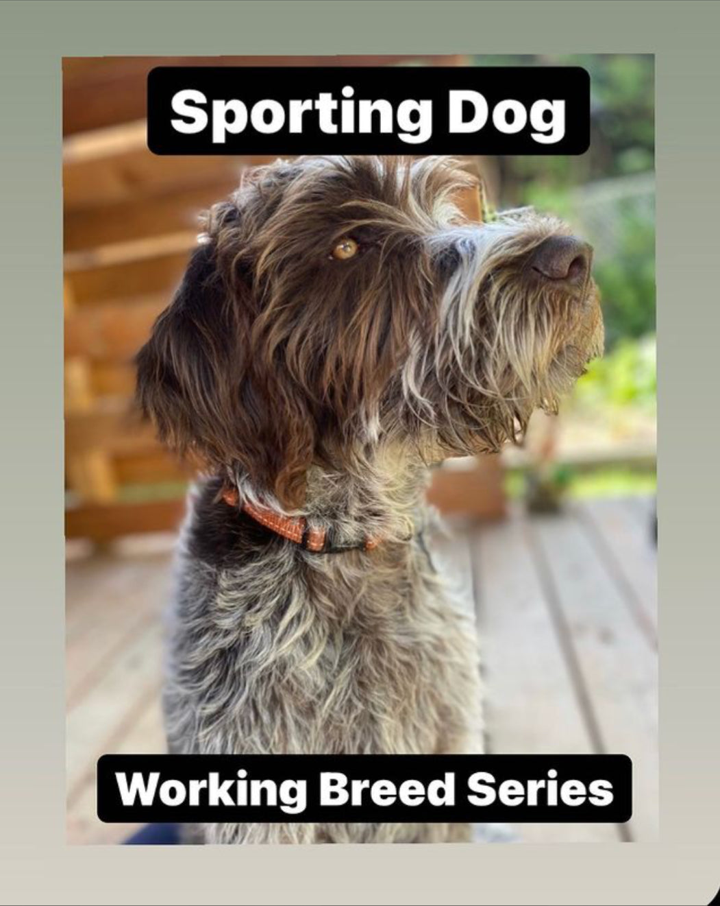 Sporting/Gun Dogs