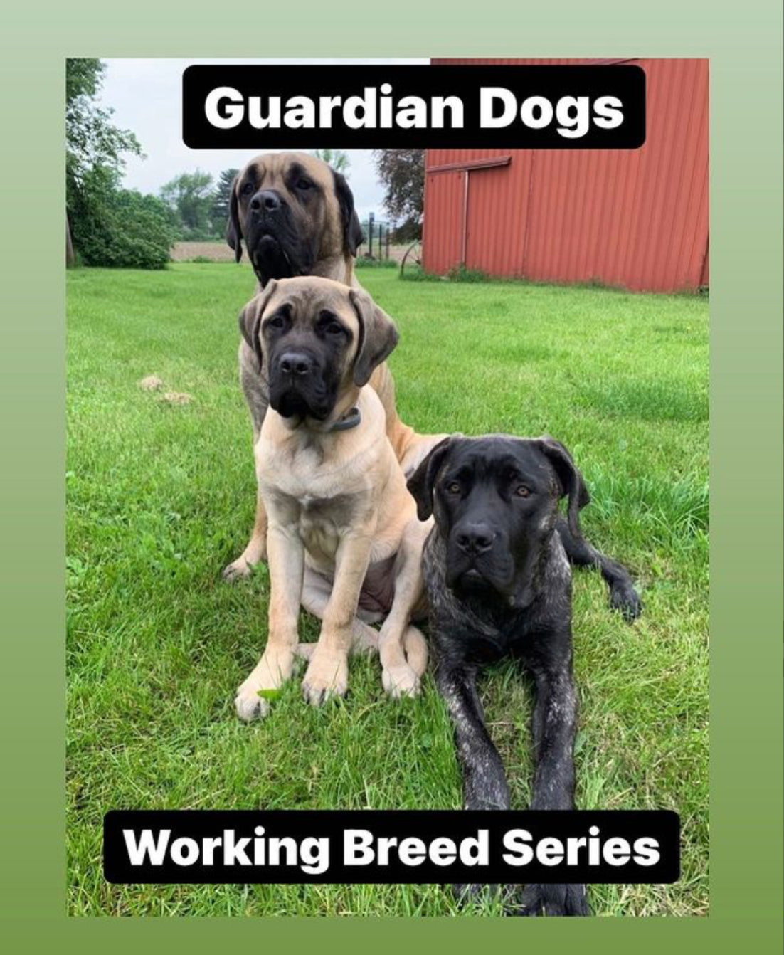 Guardian Dogs