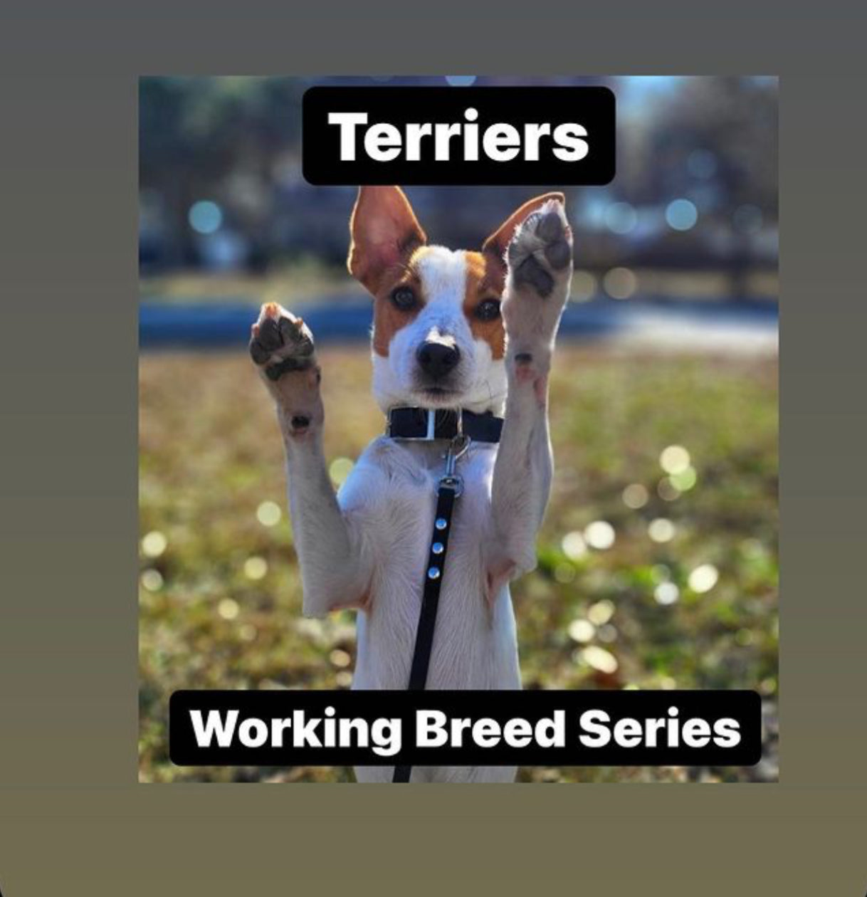 Terriers