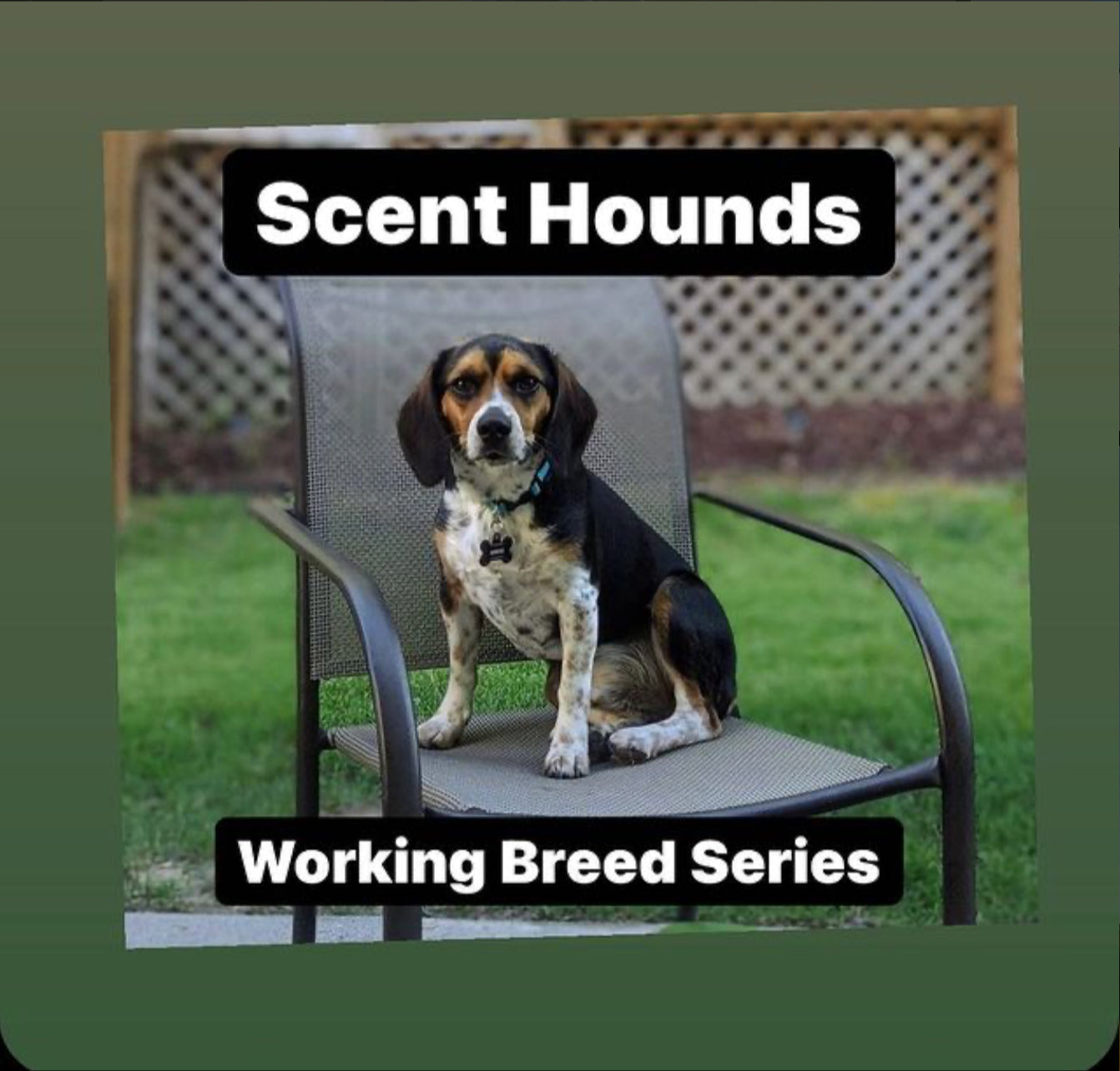 Scent Hounds