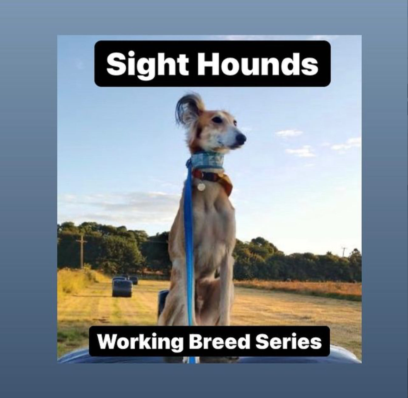 Sight Hounds