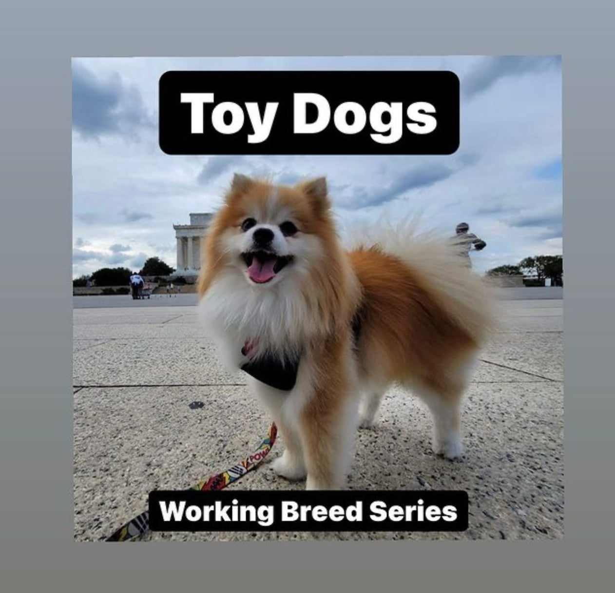 Toy Dogs