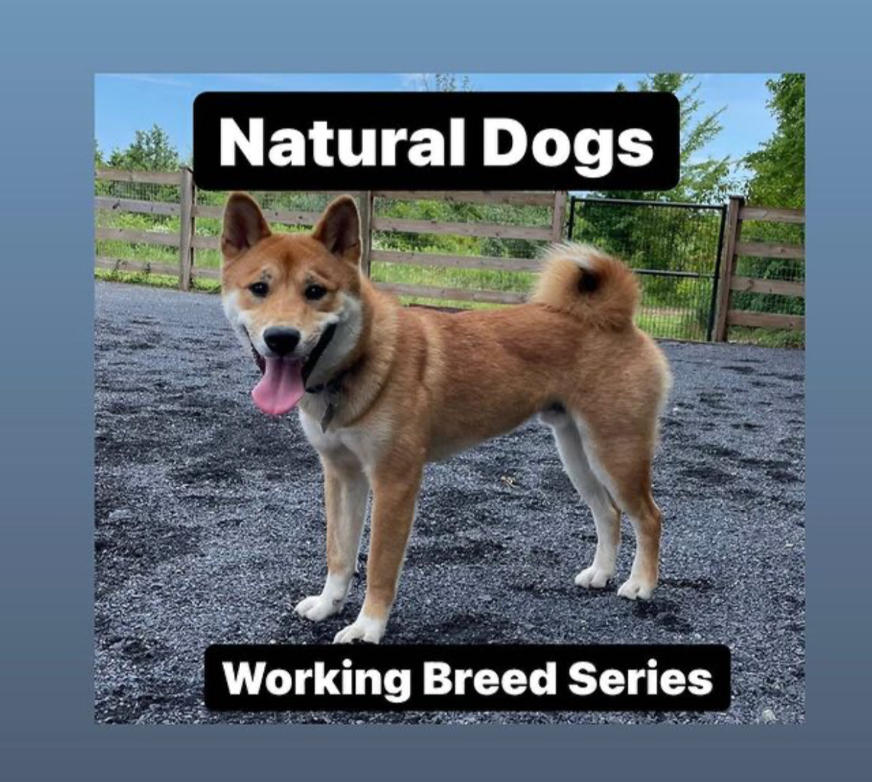 Natural Dogs