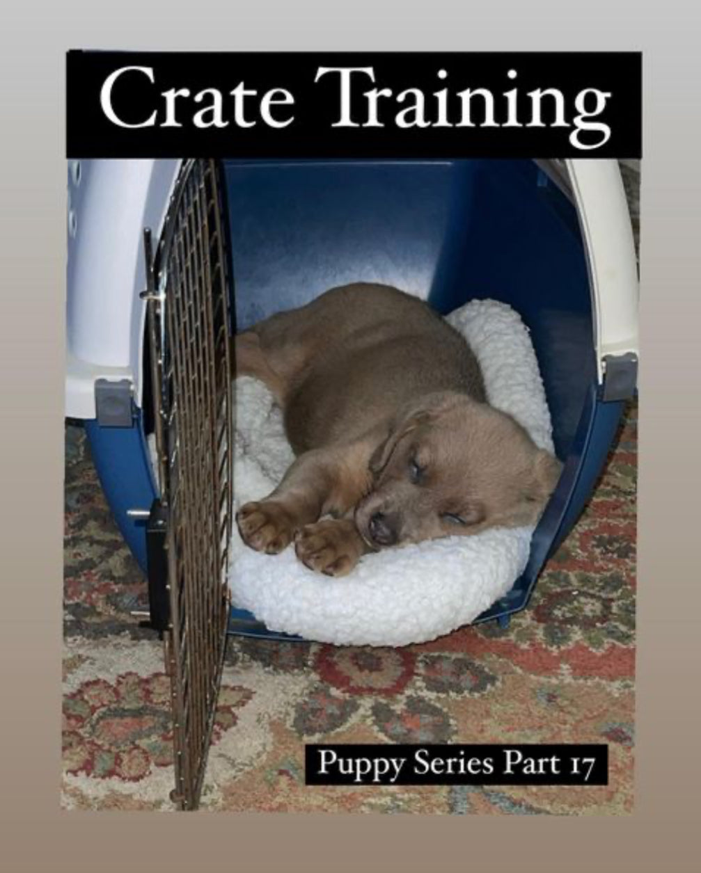 Crate Training part 2