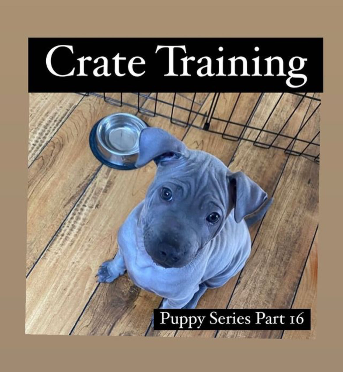 Crate Training part 1