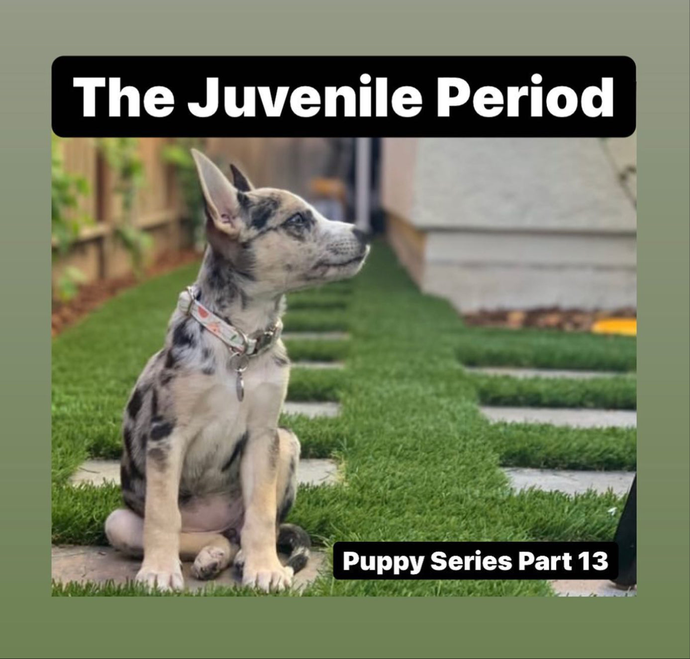 The Juvenile Period