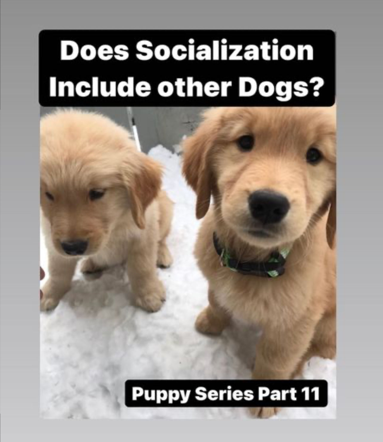 Socialization; other dogs