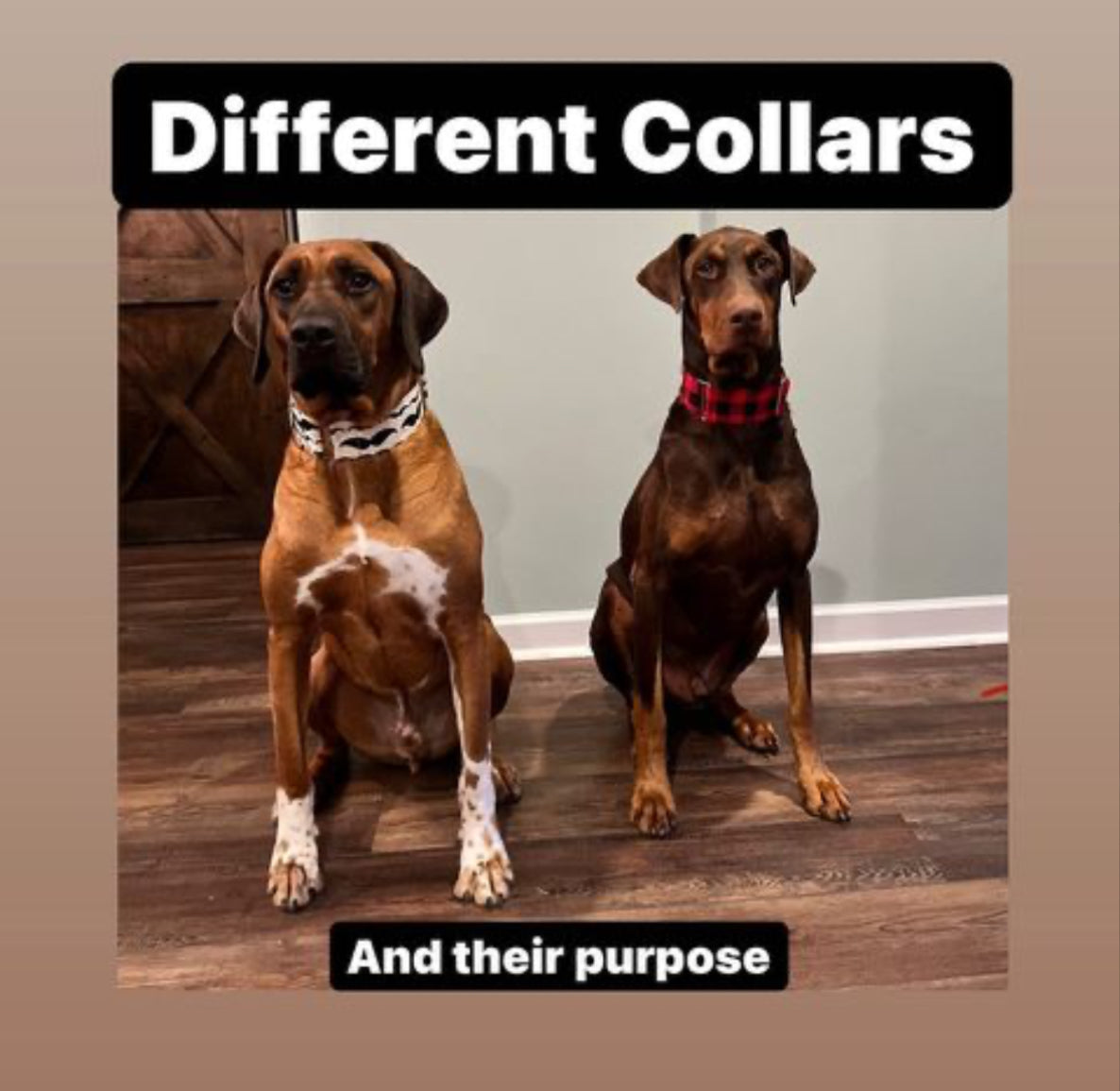 Different Collars