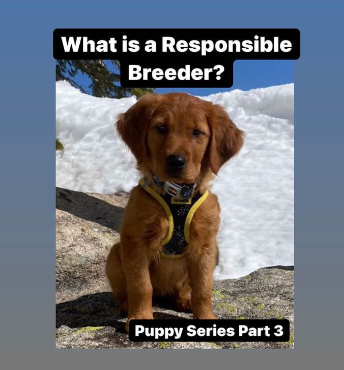 Responsible Breeders