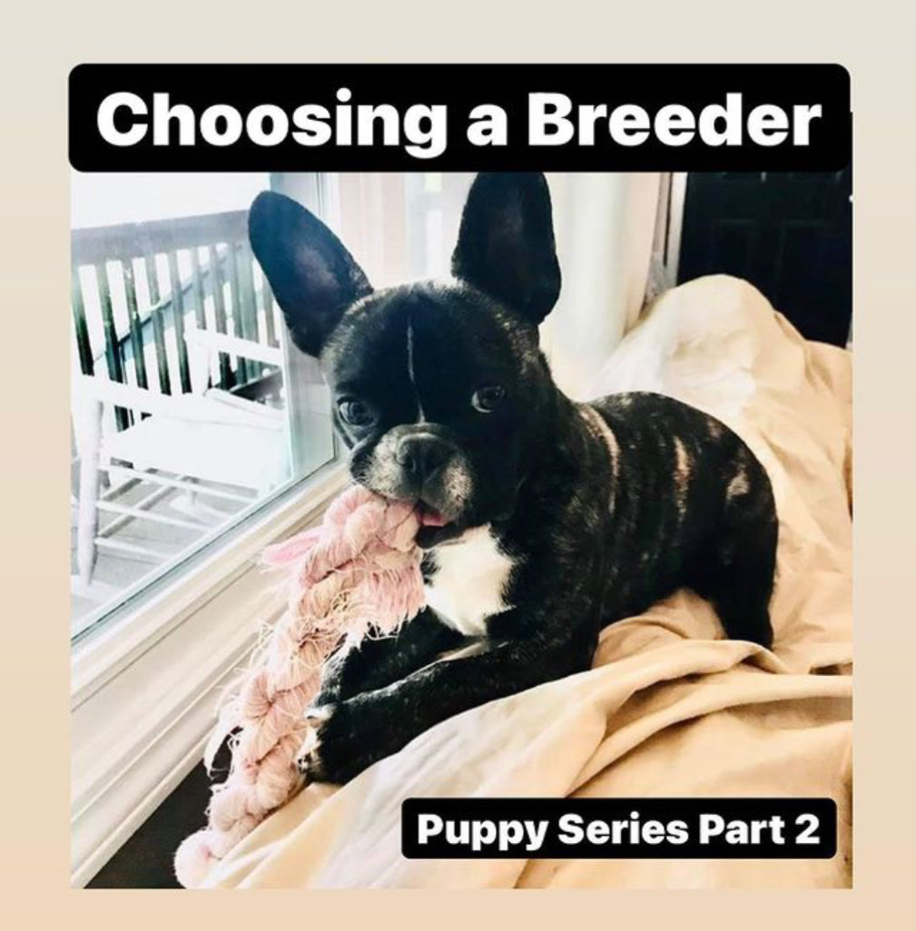 Choosing a breeder