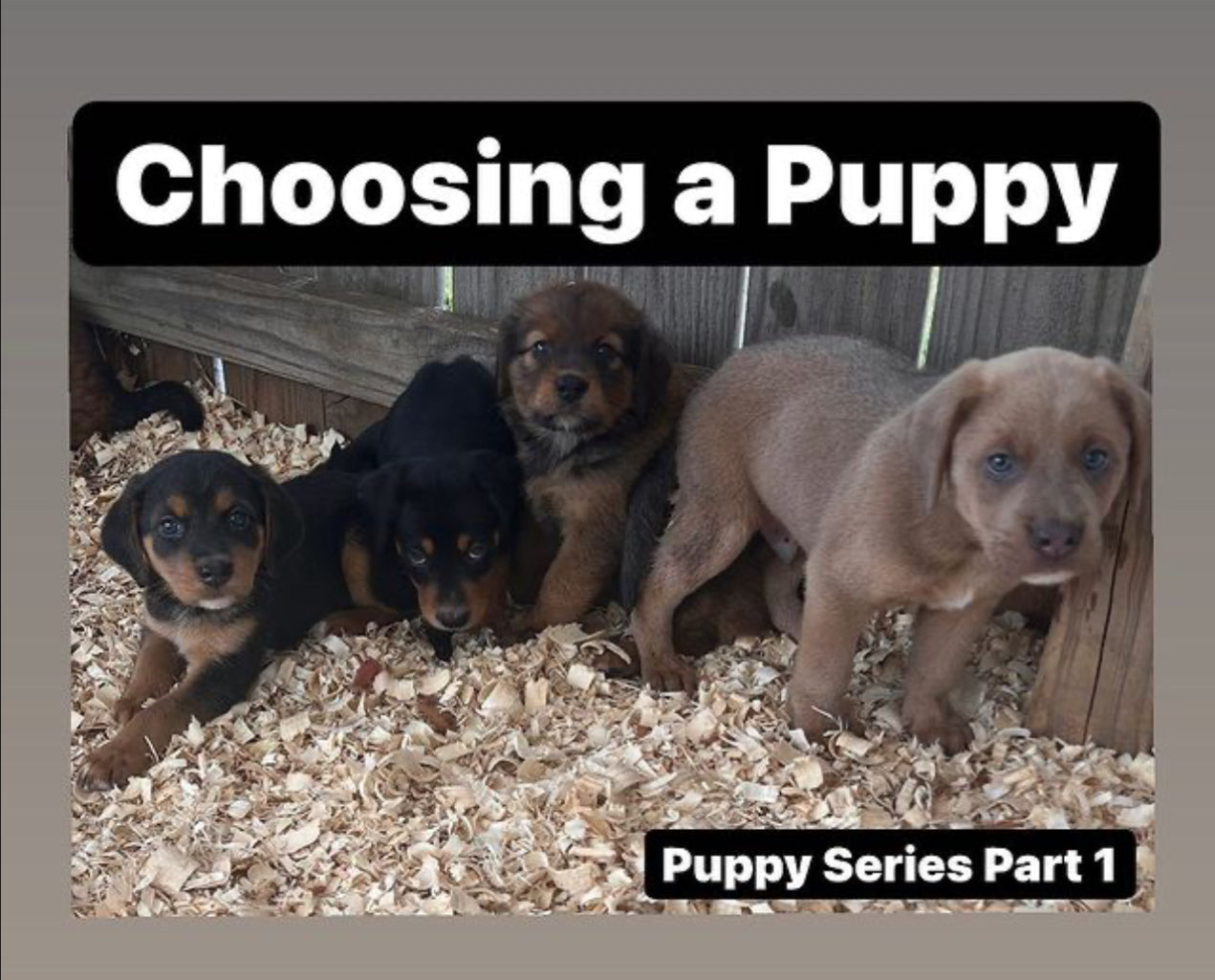 Choosing a puppy