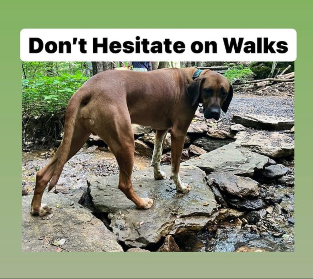 Don’t hesitate on walks