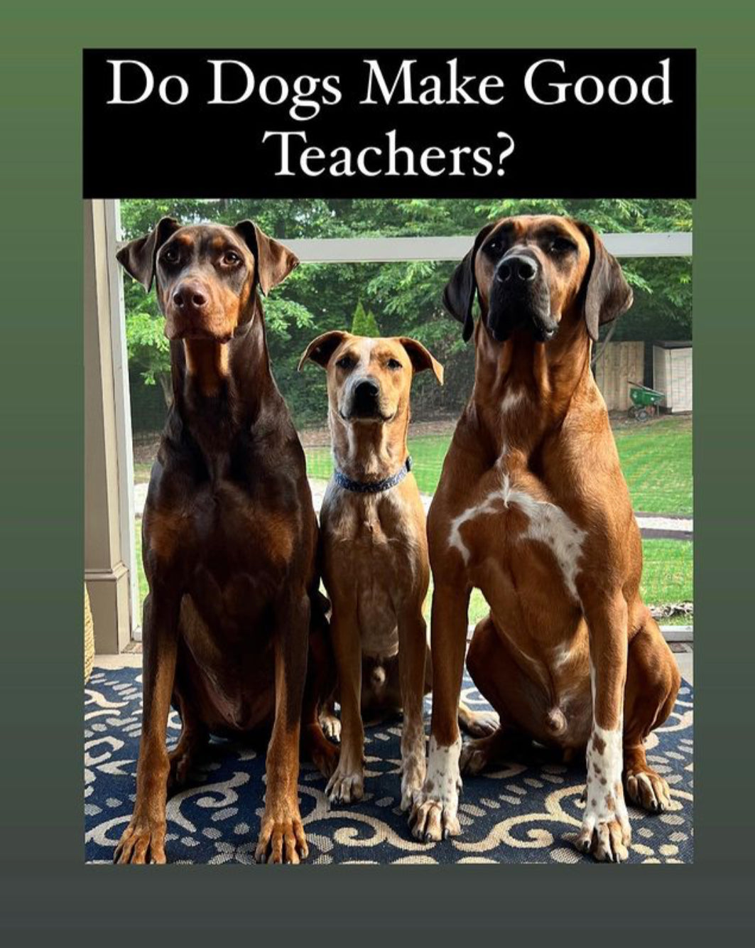 Dogs are not teachers