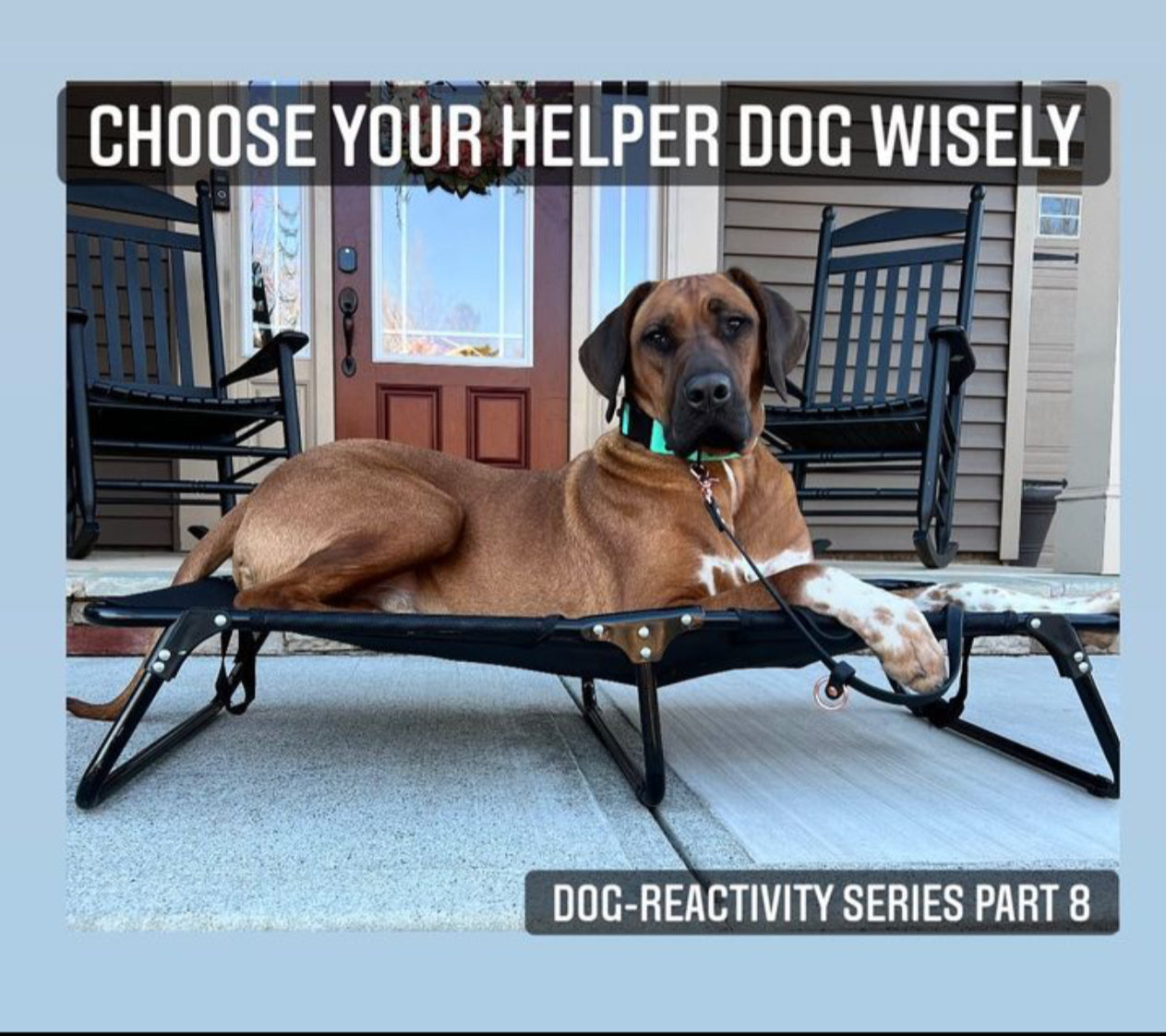 Helper Dog‑be wise