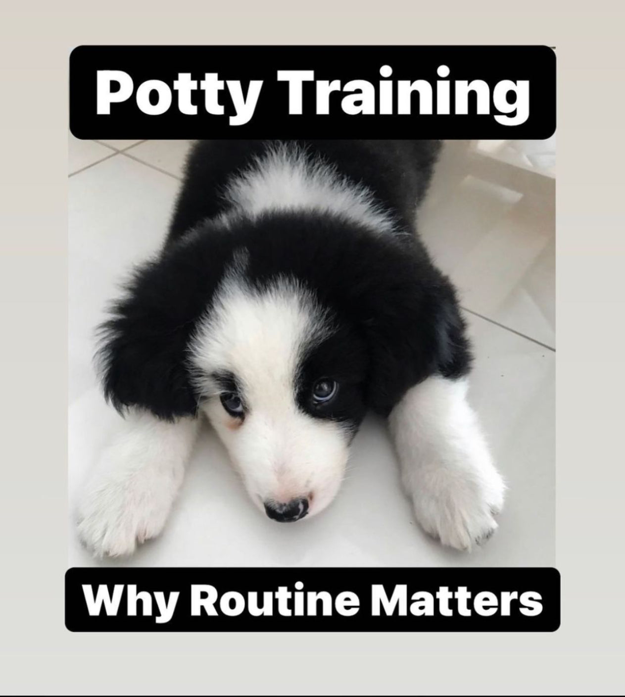 Potty Training