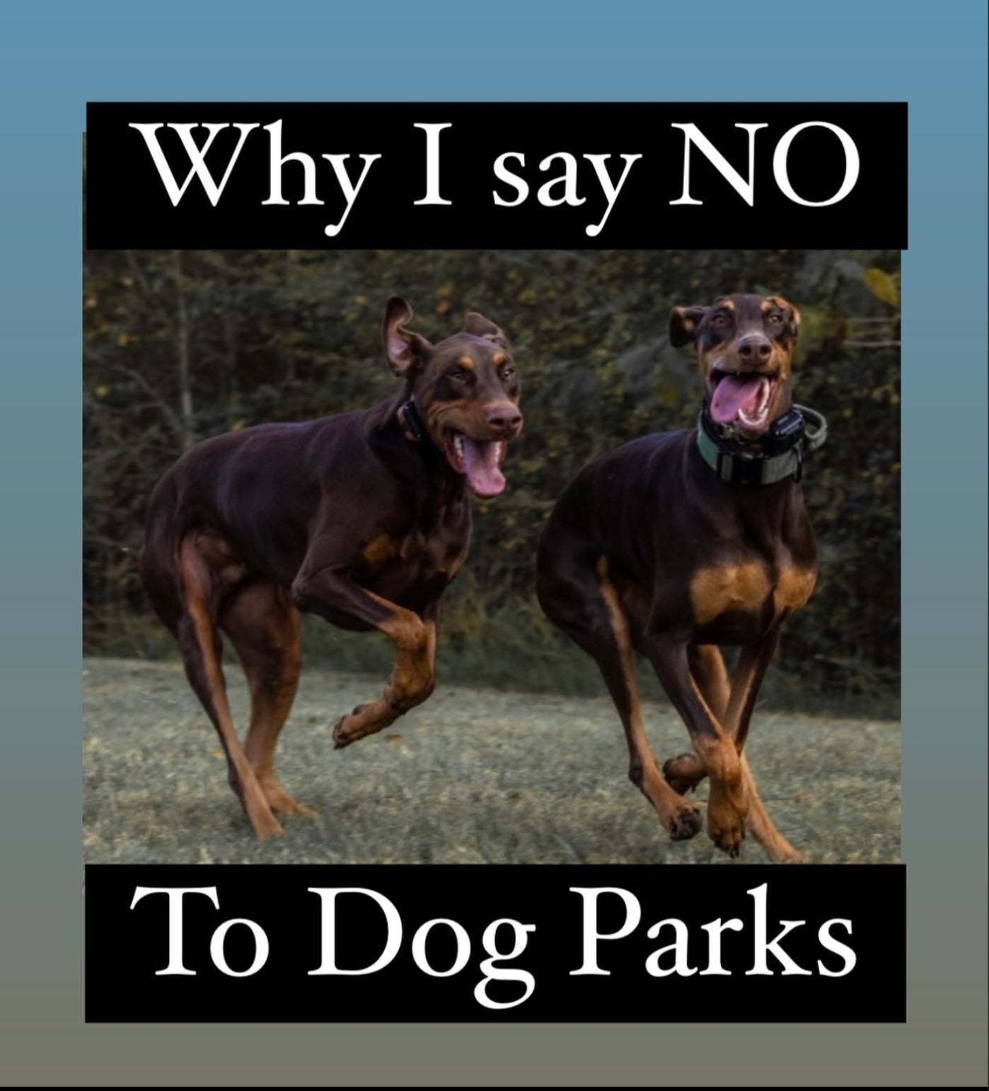 Dog Parks