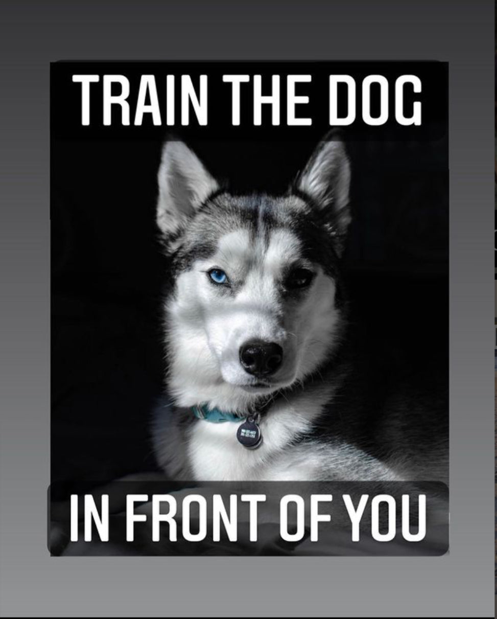 Train the dog in front of you