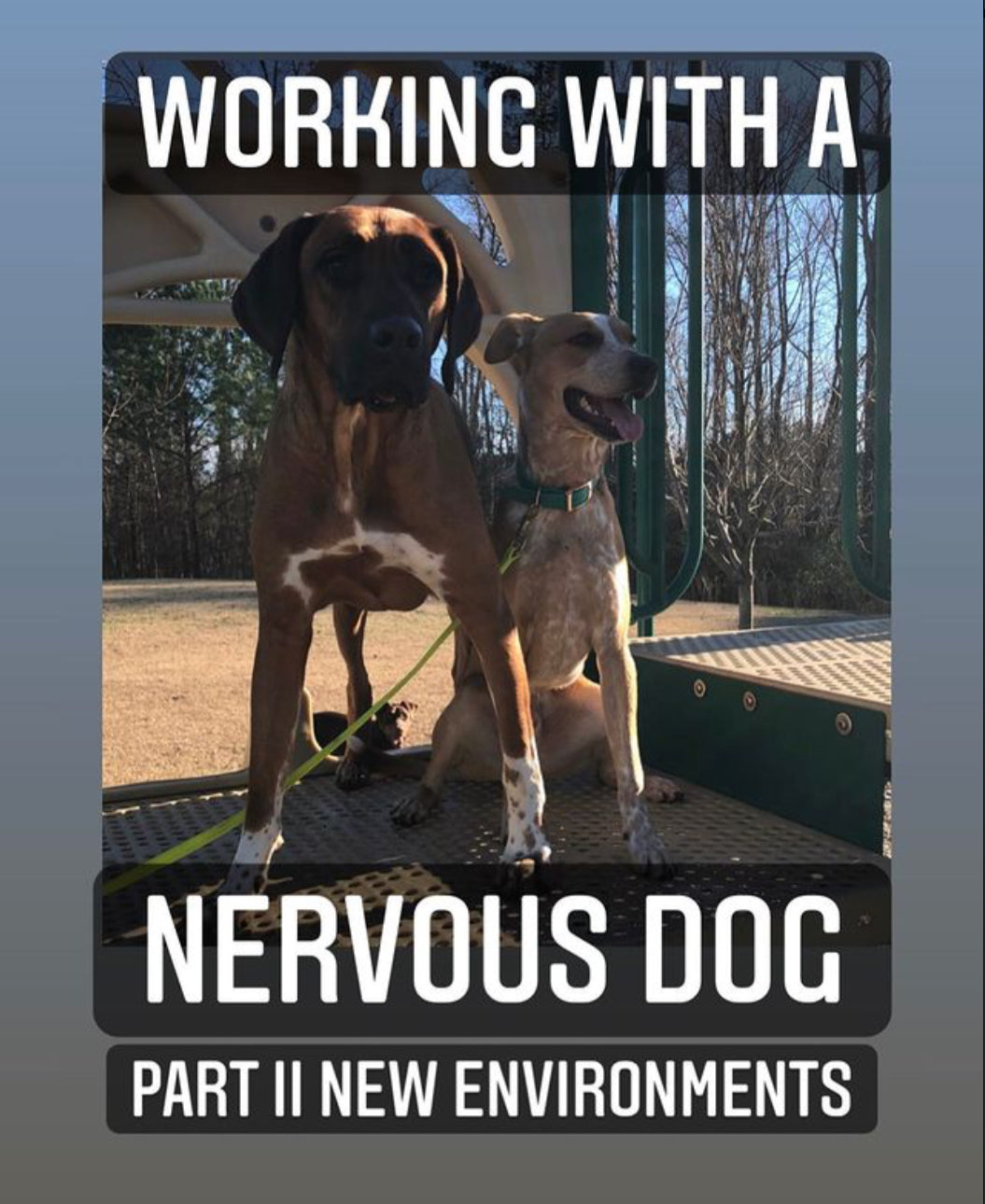 Nervous Dog‑Environment