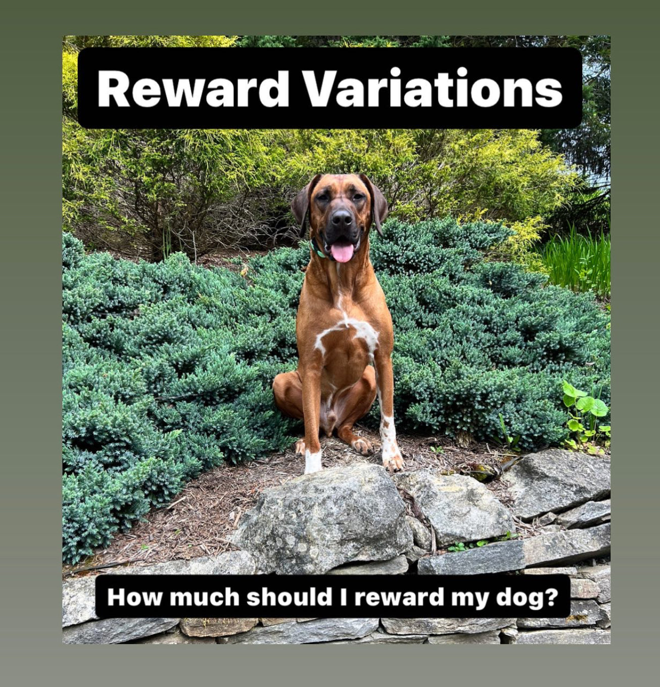 Reward Variations: how much should I reward my dog?