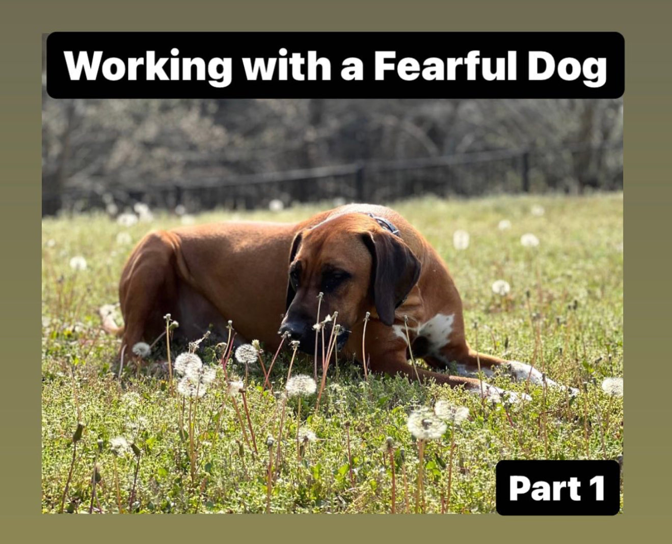 Working With Fearful Dog